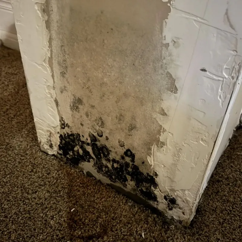 Professional Mold Removal in Iowa, LA